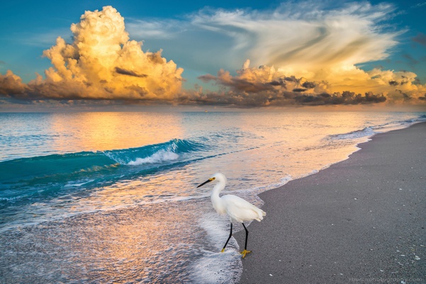 Beach sunset with bird