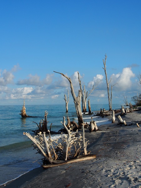 Stump Pass Beach showing Dead Trees at Beach